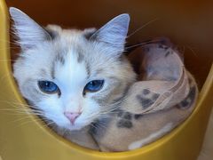 -有喵·猫咖·狗咖·40+猫狗有小奶狗(岗厦店)