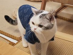 -柴迷FANS CLUB·柴犬狗咖·猫咖