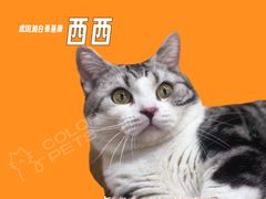 -COLOR PETS 撸猫馆·购猫·猫咖(长风大悦城店)