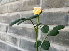 -素慧餐厅(大虹桥店)