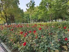 -天鹅湖体育公园