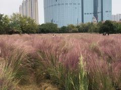 -艾溪湖湿地公园