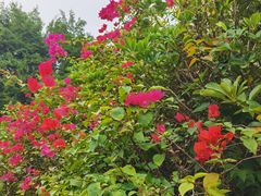 -深圳国际园林花卉博览园