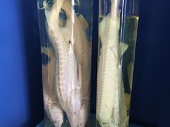 -上海海洋大学鱼文化博物馆(军工路校区)