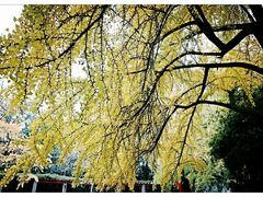 -四川大学(华西校区)