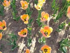 -长春公园(普阳街道)