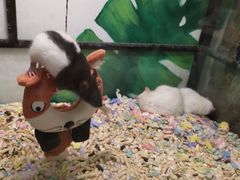 -藦茜花园宠物主题亲子互动体验馆(国顺东路店)