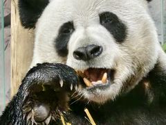 -栾川竹海野生动物园