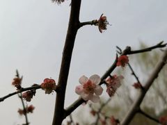 -红梅公园