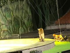 -灵玲国际马戏城