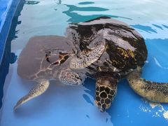 -北戴河圣蓝海洋公园