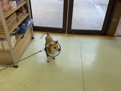 -瑞鹏宠物医院·宠保定点·心脏科·内科(御桥分院)