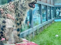 -青藏高原野生动物园