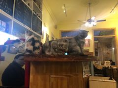 -猫色咖啡·猫咖