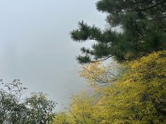 -天目山大树王景区