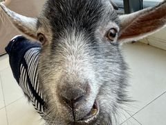 -怪兽屋·羊驼·猫咖·狗咖(俊华广场店)