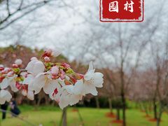 -顾村公园3号门停车场