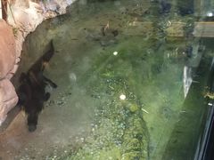 -迪拜水族馆及水下动物园