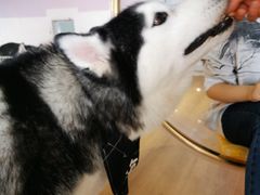 -Husky Go! 哈士奇体验馆·宠物咖啡厅狗咖
