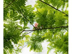 -荔枝公园(福田区)