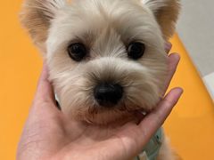 -帕帕拉兹宠物(亚洲旗舰店)