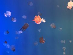 -福州罗源湾海洋世界旅游区