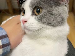 -喵zoo家庭繁育猫舍(尖东智能花园店)