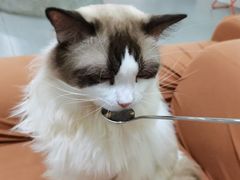 -怪兽屋·羊驼·猫咖·狗咖(俊华广场店)