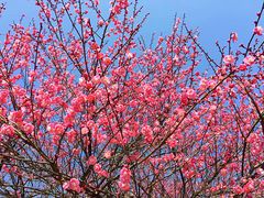 -新建村梅花