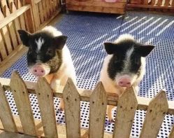 -萌宠亲子动物乐园(槐房万达店)