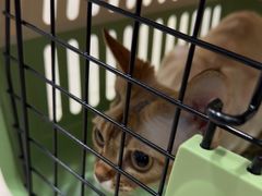 -佳雯宠物医院·皮肤科·内外科(春晓路分院)