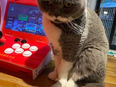 -猫色咖啡·猫咖