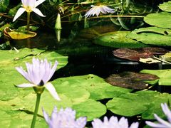 -国家植物园南园