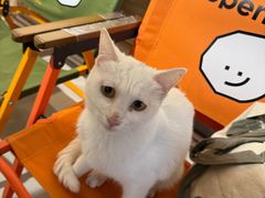 -平行世界·猫咖(首经贸店)