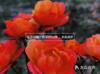 西安周边游|百亩花田绽放浪漫至死不渝