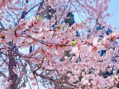 -桃花堤公园
