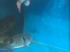 -天正河鲀·河豚亭(大连店)