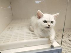 -lincat·猫舍(广州店)