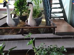 -鹅城
