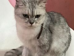 -李小姐の猫咖啡馆(五角场店)