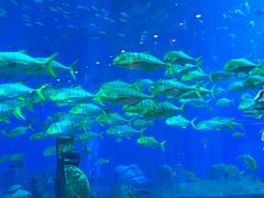 -亚特兰蒂斯•OSSIANO奥西亚诺海底餐厅