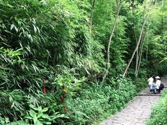 -都江堰中华大熊猫苑