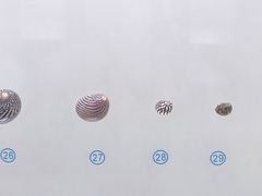 -青岛贝壳博物馆