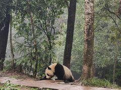 -中国大熊猫保护研究中心雅安碧峰峡基地