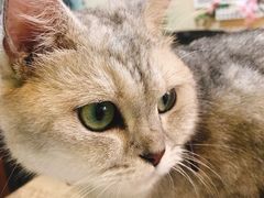 -李小姐の猫咖啡馆(五角场店)