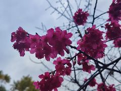 -金鸡山公园