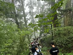 -天目山大树王景区