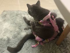 -宠爱国际动物医院· 猫科· 外科·中兽医(长白店)