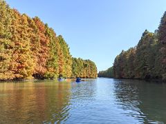 -上海海湾国家森林公园