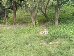 -上海野生动物园